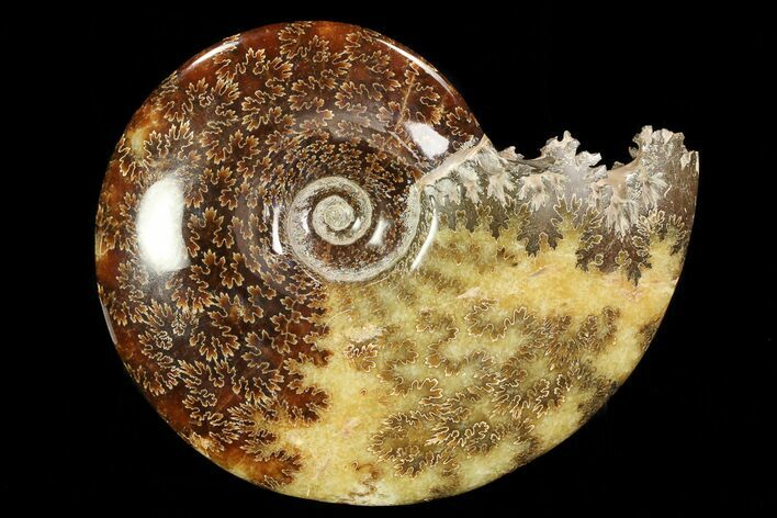 Polished, Agatized Ammonite (Cleoniceras) - Madagascar #78347